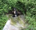 Ροδιανή Κοζάνης: Εντόπισαν τον παράλυτο σκύλο και τον πήραν μαζί τους (βίντεο)