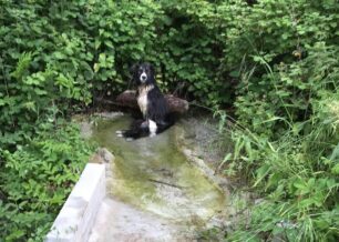 Ροδιανή Κοζάνης: Έκκληση για παράλυτο σκύλο που σέρνεται παρατημένος (βίντεο)