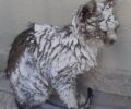 Ρόδος: Έκκληση για γάτα που είναι γεμάτη με ασβέστη στο Ροδίνι