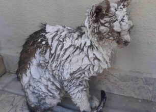 Ρόδος: Έκκληση για γάτα που είναι γεμάτη με ασβέστη στο Ροδίνι