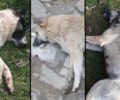Σιάτιστα Κοζάνης: Συνεχίζεται η διαρκής και συστηματική εξόντωση ζώων με φόλες