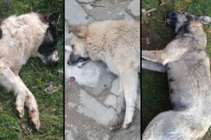 Σιάτιστα Κοζάνης: Συνεχίζεται η διαρκής και συστηματική εξόντωση ζώων με φόλες