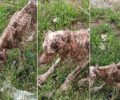 Σίνδος Θεσσαλονίκης: Έκκληση για να σωθεί εξαθλιωμένος σκύλος