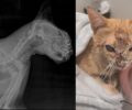 Σπάτα Αττικής: Βρήκε αδέσποτη γάτα πυροβολημένη στο κεφάλι  (βίντεο)