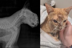 Σπάτα Αττικής: Βρήκε αδέσποτη γάτα πυροβολημένη στο κεφάλι  (βίντεο)