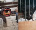 Θεσσαλονίκη: Εγκατέλειψε γάτα μέσα σε κλουβί πουλιών
