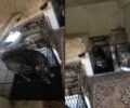 Τήνος: Συνελήφθη γυναίκα που συστηματικά κακοποιεί μέχρι θανάτου ζώα «φιλοξενώντας» τα επ’ αμοιβή (βίντεο)