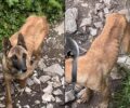 Βουνοπλαγιά Ιωαννίνων: Σκύλος σκελετωμένος από την αρρώστια και την πείνα γεμάτος τσιμπούρια (βίντεο)