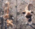 Ζαχάρω Ηλείας: Τουρίστριες βρήκαν σκύλο σκελετωμένο και δεμένο σε αυλή σπιτιού (βίντεο)
