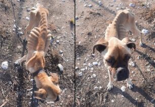 Ζαχάρω Ηλείας: Τουρίστριες βρήκαν σκύλο σκελετωμένο και δεμένο σε αυλή σπιτιού (βίντεο)
