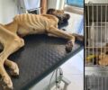 Ζαχάρω Ηλείας: Τρώει με όρεξη αν και σε σοβαρή κατάσταση σκελετωμένος σκύλος που βρέθηκε δεμένος σε αυλή σπιτιού (βίντεο)