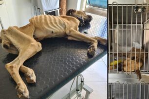 Ζαχάρω Ηλείας: Τρώει με όρεξη αν και σε σοβαρή κατάσταση σκελετωμένος σκύλος που βρέθηκε δεμένος σε αυλή σπιτιού (βίντεο)