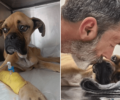 Πέθανε ο σκελετωμένος σκύλος που βρέθηκε δεμένος σε αυλή σπιτιού στη Ζαχάρω Ηλείας (βίντεο)