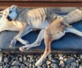Άγιος Ιωάννης Ρέντης: Έκκληση για τον σκελετωμένο σκύλο (βίντεο)