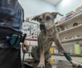Ανέλαβε το Dogs’ Voice τον σκελετωμένο και άρρωστο σκύλο που περιφερόταν στον Άγιο Ιωάννη Ρέντη Αττικής (βίντεο)