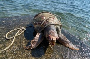 Αίγινα: Θαλάσσια χελώνα νεκρή μπλεγμένη σε σχοινιά