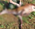 Ακριτοχώρι Σερρών: Κυνηγοί δολοφόνησαν τρία ελάφια στη λίμνη Κερκίνη (βίντεο)