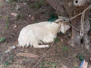 Αμαλιάδα Ηλείας: Κτηνοτρόφος άφησε τράγο δεμένο από τα κέρατα να μπλεχτεί στα σχοινιά