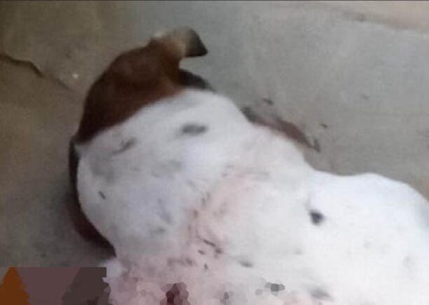 Αργαλαστή Μαγνησίας: Δολοφόνησε σκύλο πυροβολώντας τον εξ επαφής – Κανείς δεν είδε τον δράστη; (Βίντεο)
