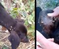 Άργιλος Κοζάνης: Σκύλος αδέσποτος σκελετωμένος γεμάτος τσιμπούρια και κάνουν ότι δεν τον βλέπουν (βίντεο)