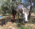 Ασήμι Ηρακλείου Κρήτης: Εγκαταλελειμμένο άλογο εντοπίστηκε να υποφέρει με σπασμένο πόδι