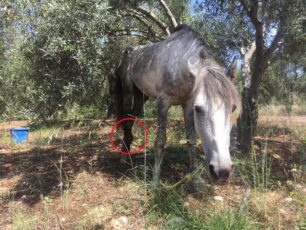 Ασήμι Ηρακλείου Κρήτης: Εγκαταλελειμμένο άλογο εντοπίστηκε να υποφέρει με σπασμένο πόδι