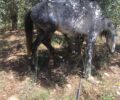 Ασήμι Ηρακλείου Κρήτης: Με τρακτέρ εξαφάνισε το άλογο με το σπασμένο πόδι