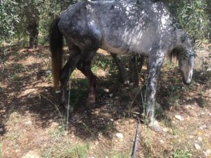 Ασήμι Ηρακλείου Κρήτης: Με τρακτέρ εξαφάνισε το άλογο με το σπασμένο πόδι