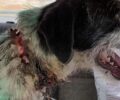 Ασπρόπυργος Αττικής: Έσωσαν σκύλο που υπέφερε από ορειβατικό κλιπ και την αλυσίδα μέσα στον λαιμό του