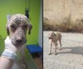 Ασπρόπυργος Αττικής: Έκκληση για τα έξοδα περίθαλψης σκύλου που βρέθηκε εξαθλιωμένος (βίντεο)