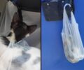 Ασπροβάλτα Θεσσαλονίκης: Σε σακούλα κρεμασμένη σε κάδο ανακύκλωσης βρήκε ζωντανά δύο γατάκια