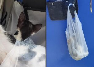 Ασπροβάλτα Θεσσαλονίκης: Σε σακούλα κρεμασμένη σε κάδο ανακύκλωσης βρήκε ζωντανά δύο γατάκια