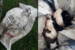 Ασβεστοχώρι Θεσσαλονίκης: Βρήκαν νεογέννητα κουταβάκια ζωντανά μέσα σε τσουβάλι