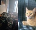 Αθήνα: Σώθηκε γάτα που ζούσε για μέρες εγκλωβισμένη σε καμένο διαμέρισμα
