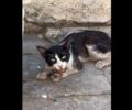 Αθήνα: Έκκληση για γάτα που υποφέρει στον Κολωνό (βίντεο)