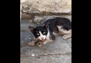 Αθήνα: Έκκληση για γάτα που υποφέρει στον Κολωνό (βίντεο)