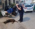 Άβδηρα Ξάνθης: Με φόλες δολοφόνησε σκυλιά (βίντεο)