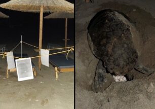 Δαμνόνι Ρεθύμνου: Θαλάσσια χελώνα επί ώρες προσπαθούσε να περάσει μέσα από ξαπλώστρες για να γεννήσει στην παραλία