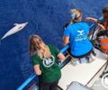 ΑΡΧΙΠΕΛΑΓΟΣ: Βρέθηκαν ακόμα δύο δελφίνια νεκρά δολοφονημένα από ψαράδες