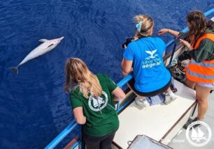 ΑΡΧΙΠΕΛΑΓΟΣ: Βρέθηκαν ακόμα δύο δελφίνια νεκρά δολοφονημένα από ψαράδες