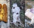 Δρυμός Αιτωλοακαρνανίας: Λουκάνικα φόλες σε παιδική χαρά δηλητηρίασαν πολλές γάτες και σκυλιά  - Αδιάφορη η Αστυνομία παρά το μαζικό έγκλημα (βίντεο)