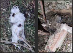 Δρυμός Αιτωλοακαρνανίας: Επί 5 μέρες βρίσκουν ζώα δολοφονημένα με φόλες (βίντεο)