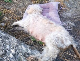 Δρυμός Αιτωλοακαρνανίας: Βρήκαν γάτες και σκύλο δολοφονημένα με φόλες