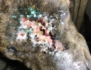 Εράτυρα Κοζάνης: Βρήκαν σκύλο με ανοιγμένο κεφάλι σοβαρά κακοποιημένο