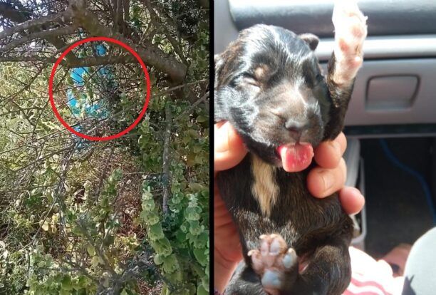 Ερυθρές Αττικής: Βρήκαν νεογέννητο κουτάβι σε σακούλα πεταμένη σε δέντρο (βίντεο)
