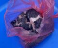Εξαμίλια Κορινθίας: Βρήκαν νεογέννητα γατάκια σε σακούλα πεταμένα σε κάδο