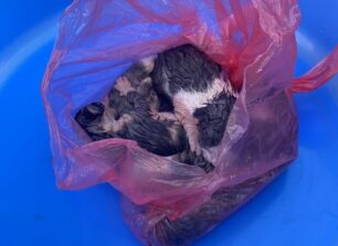 Εξαμίλια Κορινθίας: Βρήκαν νεογέννητα γατάκια σε σακούλα πεταμένα σε κάδο