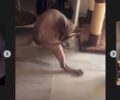 Ζητάει συγνώμη για την κακοποίηση της γάτας του και το «χιουμοριστικό» βίντεο που δημοσίευσε στο Instagram