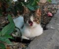 Αθήνα: Έκκληση για να μεταφερθεί σε κτηνίατρο άρρωστη γάτα που ζει στο Α’ Νεκροταφείο (βίντεο)