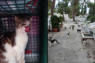 Αθήνα: Μεταφέρθηκε σε κτηνιατρείο άρρωστη γάτα που υπέφερε στο Α’ Νεκροταφείο (βίντεο)
